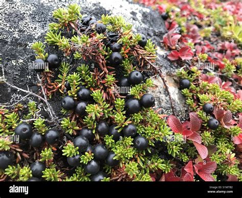 Berries Growing Wild Hi Res Stock Photography And Images Alamy