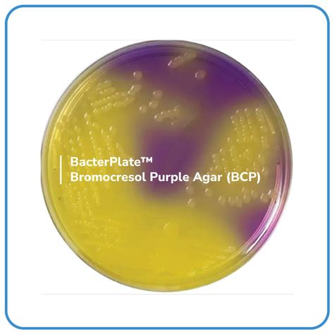 Bacterplate Bromocresol Purple Agar Bcp Bacterlab