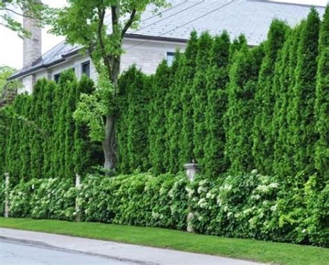 42 Magnificient Privacy Fence Design Ideas Privacy Landscaping