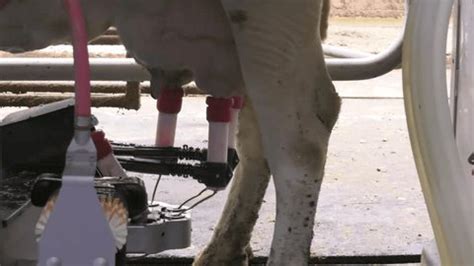 Dairy Cow Being Milked By Automated Stock Footage Video (100% Royalty ...