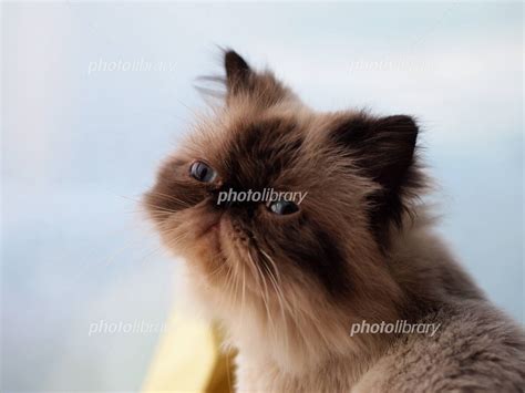 ねこネコ猫 写真素材 3279839 フォトライブラリー Photolibrary