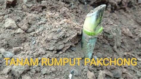 Menanam Rumput Pakchong Bang Pakan Hijauan Untuk Kambing Etawa Youtube