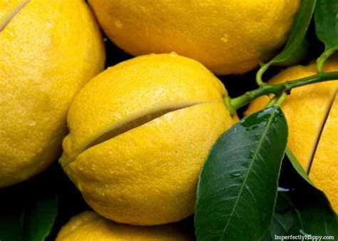 Quick And Easy To Make Diy Lemon Extract The Imperfectly Happy Home