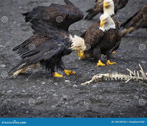 Bald Eagles Examining the Bones of a Sea Otter Stock Image - Image of ...