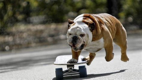 Dog HD Wallpapers 1920x1080 - WallpaperSafari