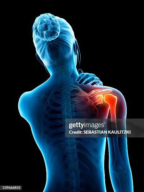 Anatomy Of Shoulder Photos and Premium High Res Pictures - Getty Images