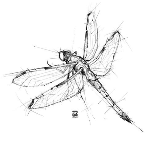 Dragonfly Pencil Drawing at GetDrawings | Free download