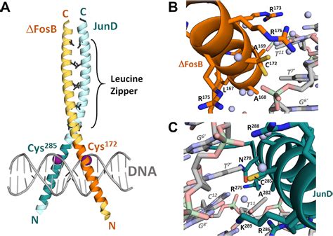 Three Dimensional Structure Of The Fosb Jund Bzip Region A