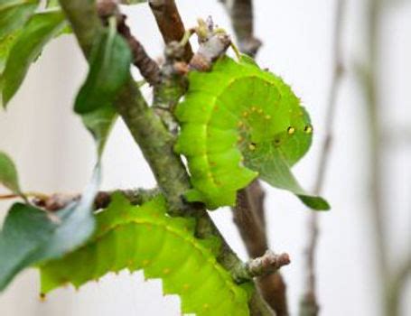 Lonomia Obliqua – Most Poisonous Caterpillar in the World