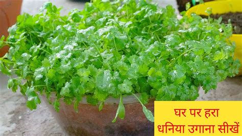 बिना मेहनत के घर पर धनिया कैसे उगाएँhow To Grow Coriander Dhaniy Full