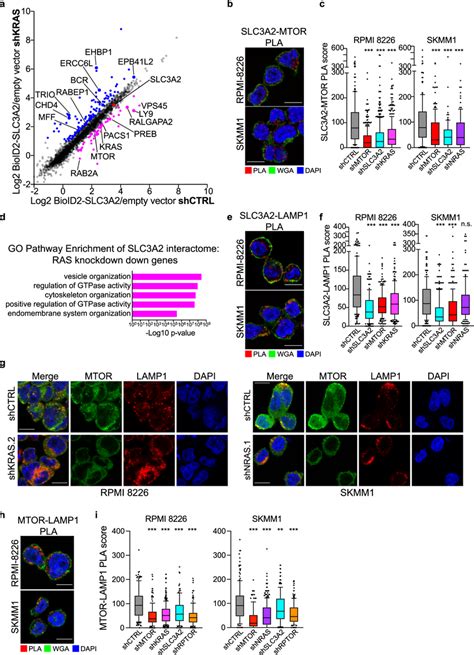 Ras Regulates Localization Of Slc A And Mtor To Endolysosomes A