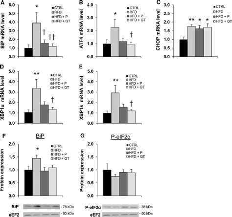 Endoplasmic Reticulum Stress Markers Mrna Level Of A Bip B Atf C