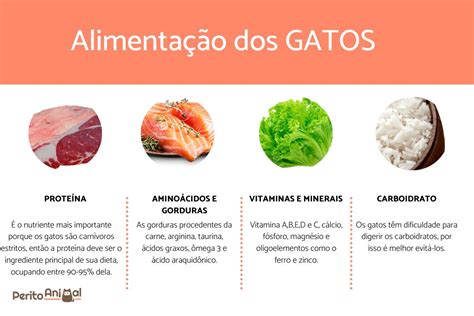 O que os gatos comem Guia de ALIMENTAÇÃO