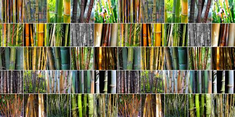 Different Types of Bamboo