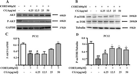 Aktmtor Pathway Was Involved In The Suppression Of Cort Induced