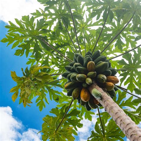 Papaya Trees For Sale