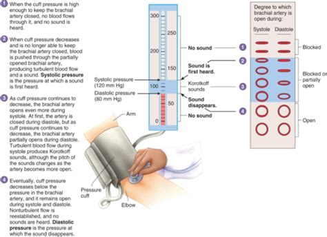 Blood Pressure Fetal Circulation Flashcards Quizlet