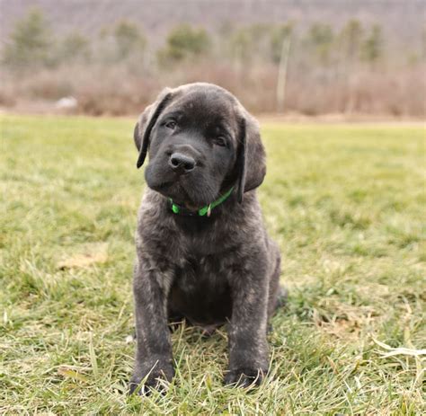 Hercules - English Mastiff Puppy for Sale in Howard, PA | Lancaster Puppies