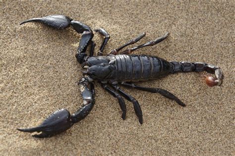 Escorpión Características Hábitat Alimentación Picadura