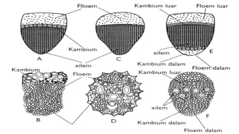 Fungsi Floem Pada Tumbuhan Homecare24