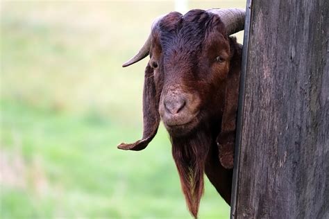 Goat Billy Horns Free Photo On Pixabay Pixabay