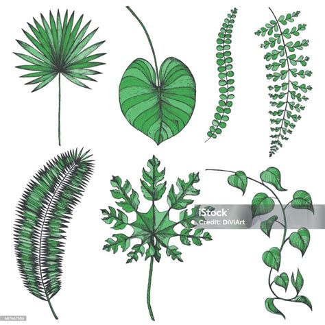 Daun Palem Diatur Koleksi Vektor Dengan Daun Tropis Livistona