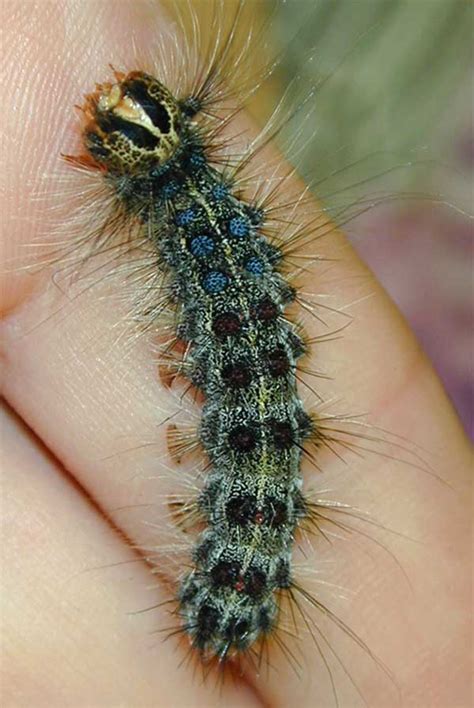 Gypsy Moth Identification