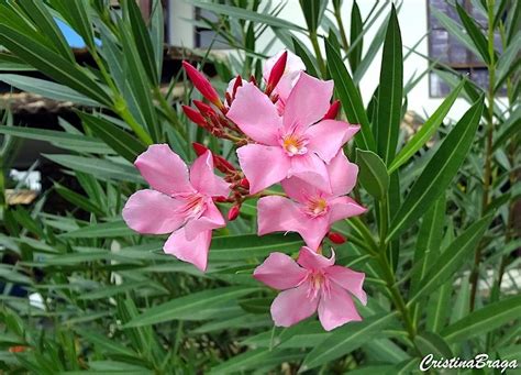 Espirradeira Nerium Oleander Flores E Folhagens Espirradeira