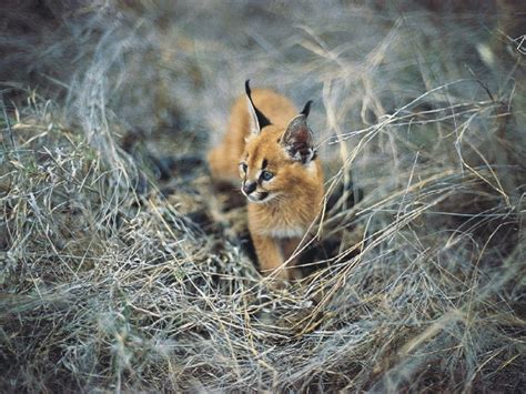 Caracal Kitten - Kittens Wallpaper (12931039) - Fanpop