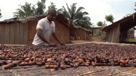 La Côte dIvoire et le Ghana à la rescousse des planteurs de cacao