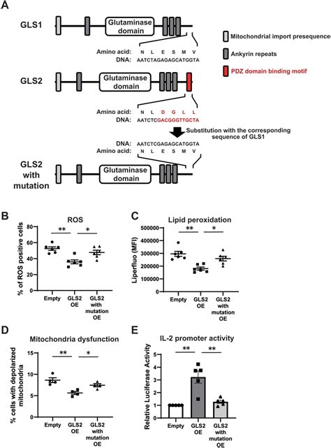 Role Of The Pdz Domainbinding Motif In Gls Mediated Regulation Of