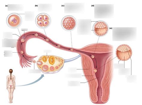 Fertilization Diagram | Quizlet