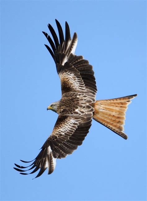 Red kite [Explored] | Raptors bird, Exotic birds, Pet birds