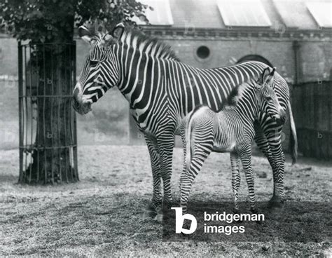 Image Of An Endangered Grevy S Imperial Zebra Standing With Her 4 Day