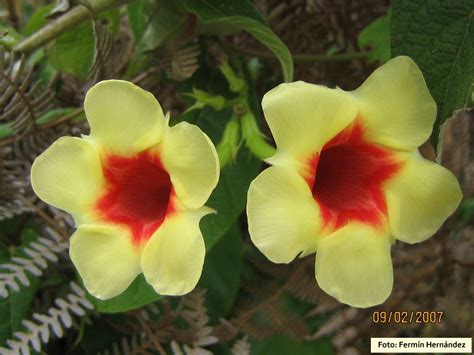 Mandevilla Hirsuta Rich K Schum Herbario