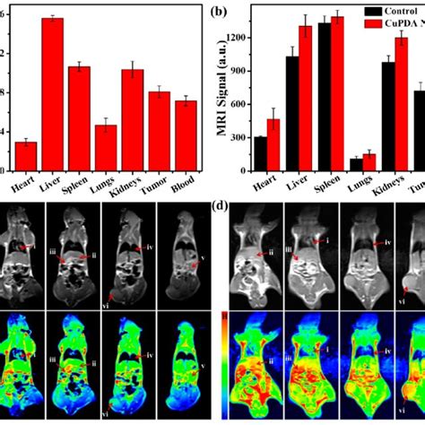 Kb Tumor Bearing Mice Are Injected With Cupda Nps By Intravenous