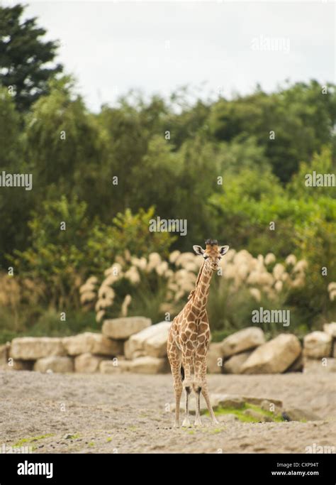 Cute giraffe newborn hi-res stock photography and images - Alamy