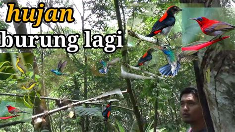 Mikat Burung Kecil Saking Melimpah Panen Burung Di Kebun Karet Bird