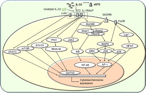 The Intracellular Signaling Pathway Of Il 33r When Il 33 Binds To St2