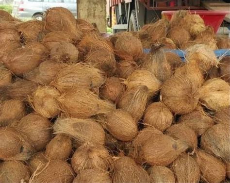 A Grade Semi Husked Coconut Coconut Size Medium At Best Price In Pune