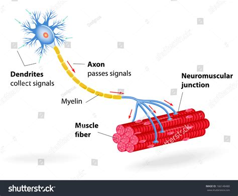 Structure Motor Neuron. Include Dendrites, Cell Body With Nucleus, Axon ...