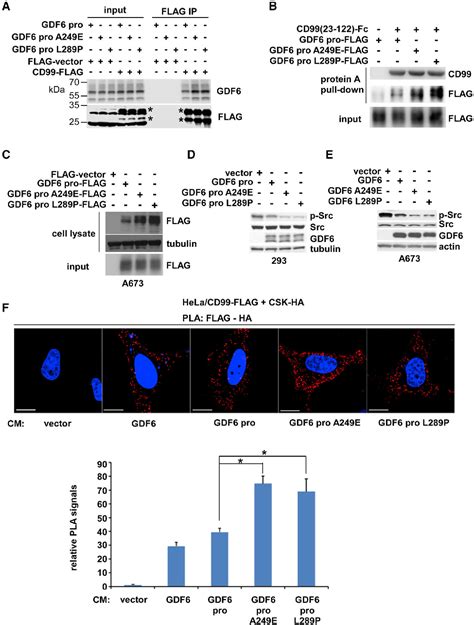 Figure 1 From Gdf6 Cd99 Signaling Regulates Src And Ewing Sarcoma