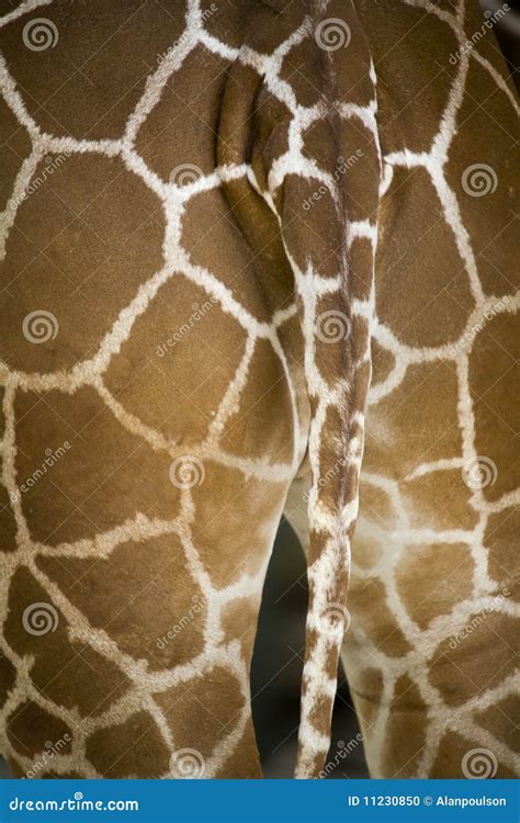 Giraffe tail stock photo. Image of tail, giraffe, white - 11230850