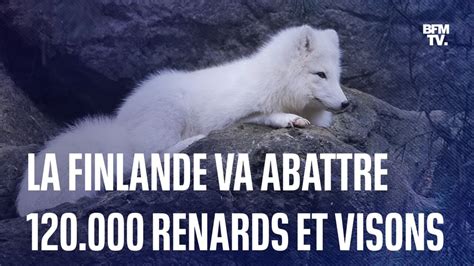 Finlande 120 000 renards et visons élevés pour leur fourrure vont être