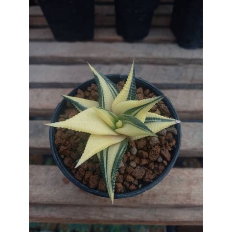 มาเวยนดาง Haworthia Limifolia Variegated Shopee Thailand