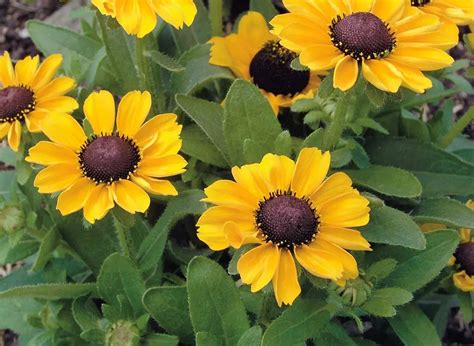 Rudbekia Sadzonki Rudbeckia Hirta Toto K Cze Szt Allegro Pl