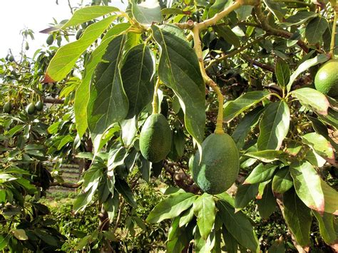 Colture Da Reddito Come Avviare Una Coltivazione Di Avocado