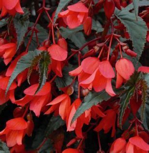 Costa Farms Begonia Details Begonia Hummingbird Garden Moon Garden