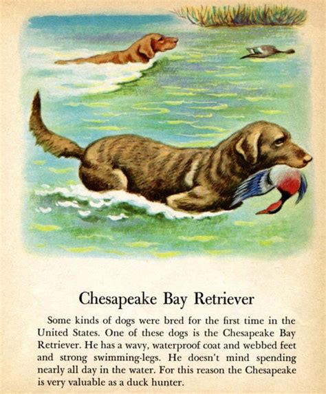 Items similar to Chesapeake Bay Retriever Hunting Dog Illustration by ...