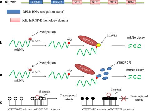 The Kh Domains Of Igf2bp1 Recognize And Bind M⁶a Mrnas As Well As The